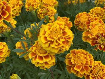 Close-up of yellow flowers