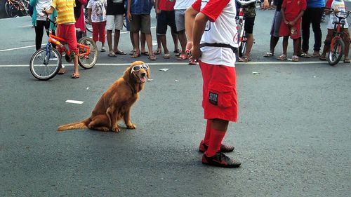 Low section of man performing with dog on street