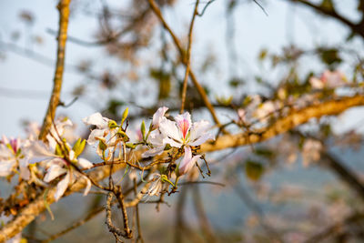 Close-up of white cherry blossoms in spring