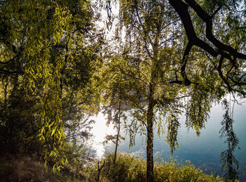 Trees by lake in forest against sky