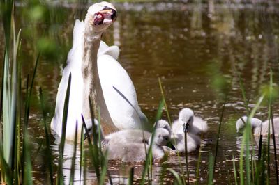 Swan swimming in lake