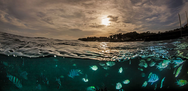 Scenic view of fish underwater