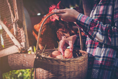 Midsection of person holding egg in wicker basket by hen at farm