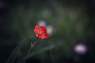 Close-up of red poppy blooming outdoors