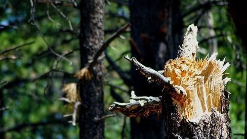 Close-up of tree stump in forest