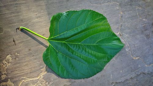 High angle view of green leaves on wall