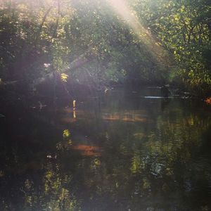 Reflection of trees in water