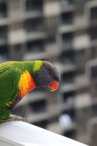 Close-up of parrot perching