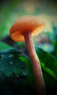 Close-up of mushroom growing on tree trunk