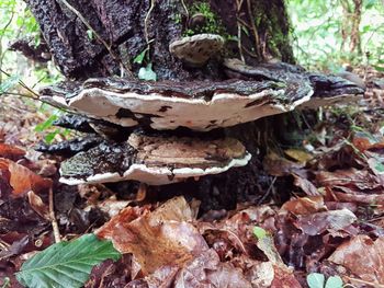 Close-up of mushrooms growing on tree trunk in forest