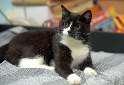 Portrait of cat relaxing on bed at home