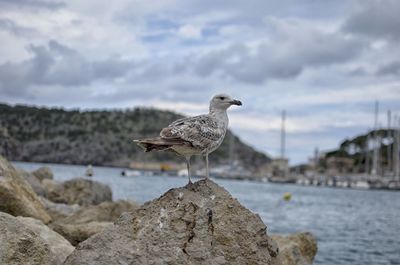 Seagull perching on rock by sea against sky