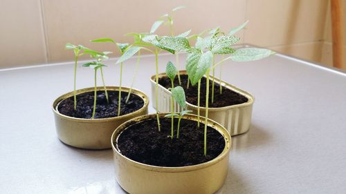 Close-up of potted plant on table