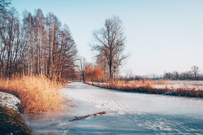 Bare trees on snow covered landscape against sky