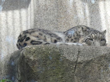 Cat sleeping on rock