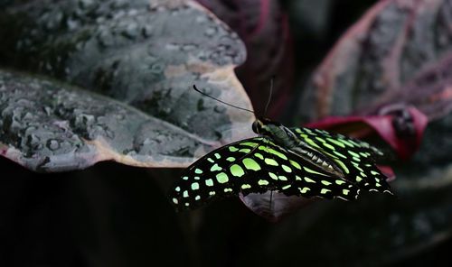 Close-up of butterfly on leaf