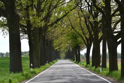 Road amidst trees in park