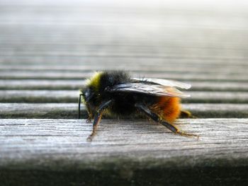 Close-up of bee on wooden table