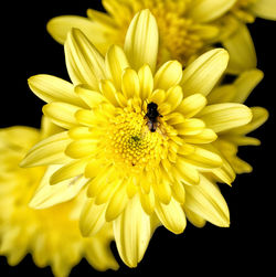 Close-up of insect on yellow flower