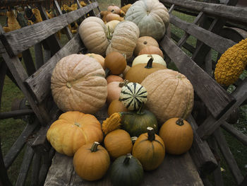 Halloween in the garden