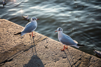 Seagulls perching on a rock