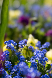 Close-up of purple flowering plants