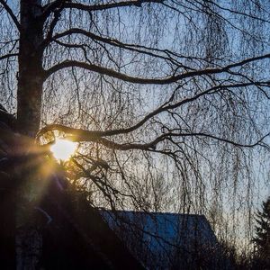 Bare trees against sky at sunset