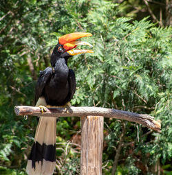 Close-up of bird perching on wood