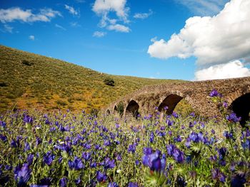 Purple flowers on field against blue sky