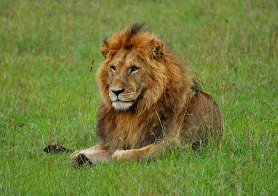 Lion on grass