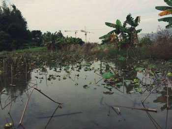 Scenic view of lake by trees against sky