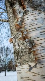 Close-up of icicles on tree trunk during winter