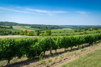 Scenic view of vineyard against sky