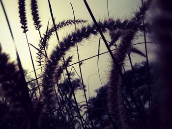 Close-up of grass against sky
