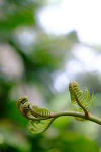 Close-up of fern leaf