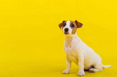 Dogs against yellow background