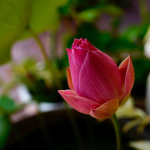 Close-up of pink lotus lily