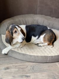 High angle view of puppy sleeping on floor