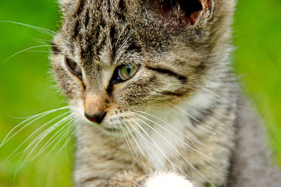 Close-up of cat looking away