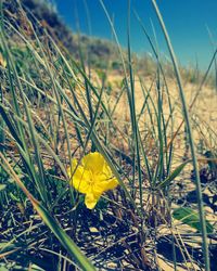 Close-up of yellow crocus flowers growing in field