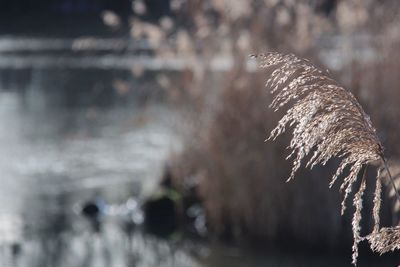 Close-up of plant against blurred background