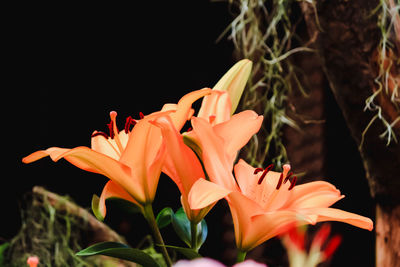 Close-up of flowers blooming against black background