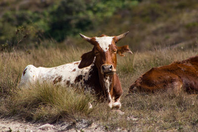 Cow in a field