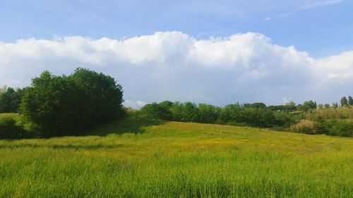 Scenic view of grassy field against sky