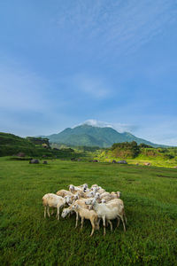 View of sheep on field against sky. sheep in grass park with arjuno mount background