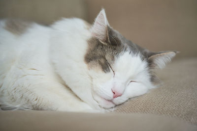 Close-up of cat sleeping