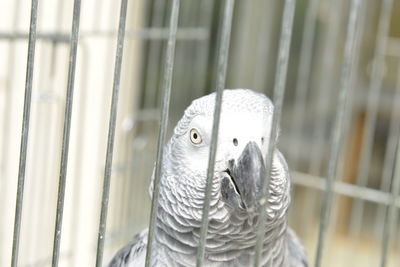 Close-up of parrot in cage