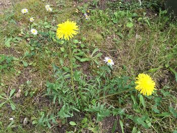 Close-up of daisy flowers blooming in field