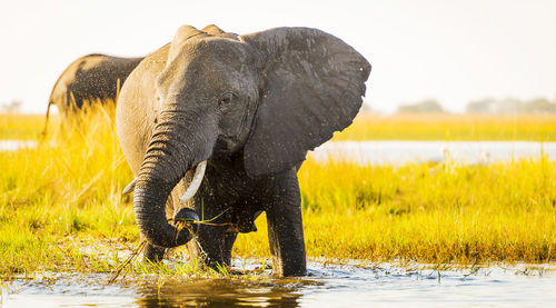 Elephants drinking water