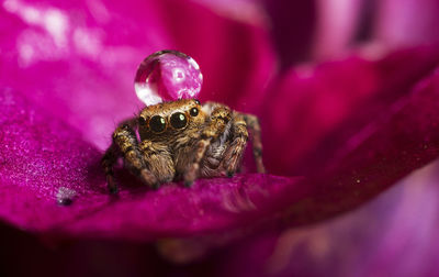 Close-up of spider